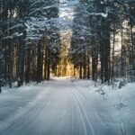 landscape photography of snow pathway between trees during winter